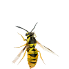 wasp2 vcrfva