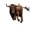 Bull