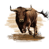 Bull