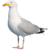 Möwe__Nordisch