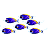 Poisson-chirurgien (07)