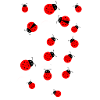 Lucky ladybugs