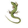 Lizard