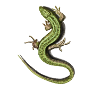 Lizard
