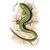 Lizard