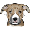 Staffordshire chiot TERRIER