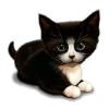 CUTE CAT (Blank)