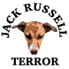 Jack Russell terror