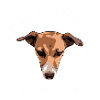 Jack Russell terror white