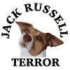 Jack Russell terror2