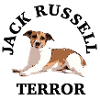 Jack Russell terror3