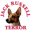 Jack Russell terror4