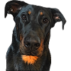 View of the Beauceron