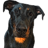 View of the Beauceron
