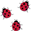 ladybug