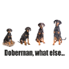 Doberman, what else ...
