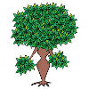 female tree