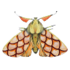 Moth rose