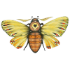 Fat moth