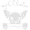 CHIHUAHUA vous regarde