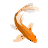 Geometric Koi
