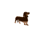 Dackel