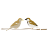 sparrows
