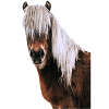 Pferd