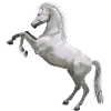 Pferd