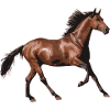 Pferd