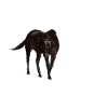 Pferd