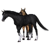 Pferd