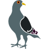 Gray pigeon