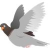 Dove in gray
