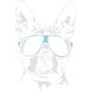 BOSTON TERRIER cool