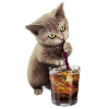 CAT & SOFT DRINK 2017