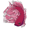 Betta Fisch