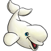 Small Beluga