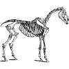 horse248