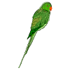 parrot35