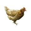 chicken243