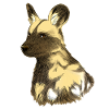 Lycaon portrait