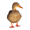 duck59