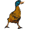 duck25