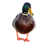 duck53
