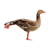 goose35