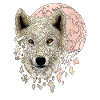Wolf white
