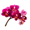 Orchidee Dunkellila