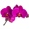Phalaenopsis