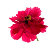 Pfingstrose